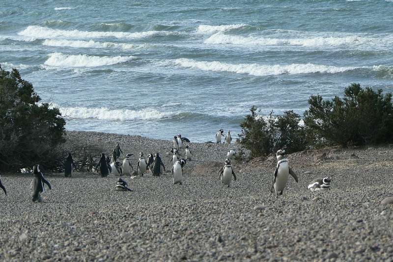 30 Pinguini a Punta Tombo